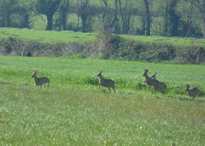 בית נופש Renove Avec Jardin Clos, Proche Plages, Wifi, Parking Pour Voiture Electrique - Fr-1-426-164 Le Bernard