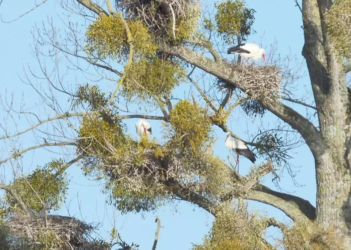 Renove Avec Jardin Clos, Proche Plages, Wifi, Parking Pour Voiture Electrique - Fr-1-426-164 בית נופש *